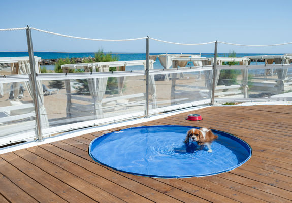Knossos Beach Dog Pool dog swimming in the pool