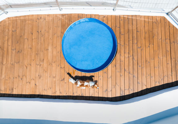 Knossos Beach Dog Pool dog walking next to the pool