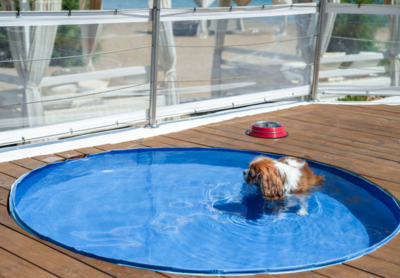 Knossos Beach Dog Pool dog inside the pool and a food bowl on the side
