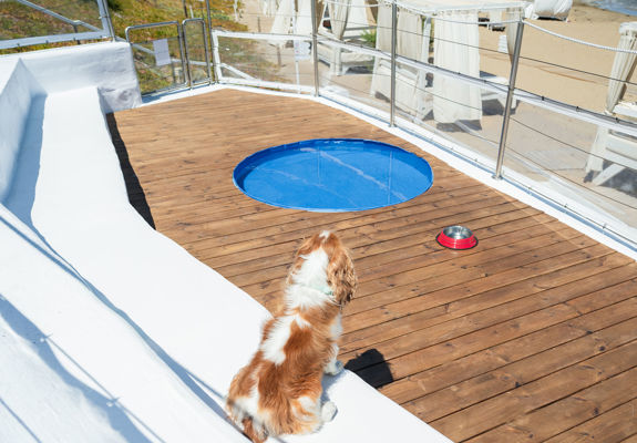 Knossos Beach Dog Pool dog sitting at the bench looking at the pool