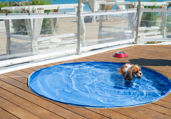 Knossos Beach Dog Pool dog swimming in the pool